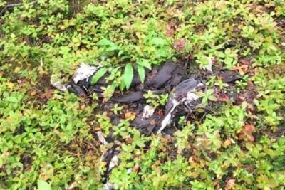 В районе Зверосовхоза обнаружены останки предположительно пропавшей три года назад женщины