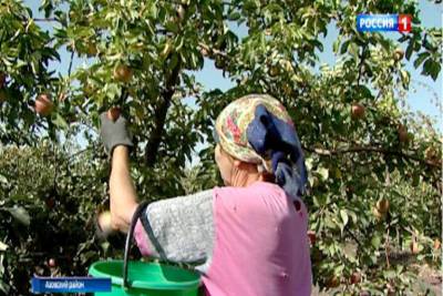 На Дону собрали уже почти тысячу тонн яблок, винограда и слив