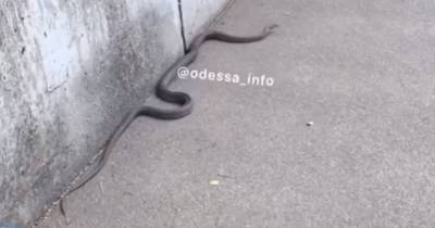 В Одессе жители встретили большую змею, ползла по тротуару: "Это гадюка?"
