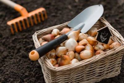 Полезные советы: правильно сажаем луковичные по осени