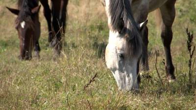 "Шанс на жизнь": как старых и искалеченных лошадей спасают от бойни