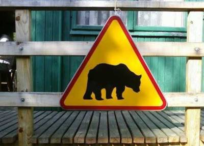 Медведи напали на дачные поселки в Югре