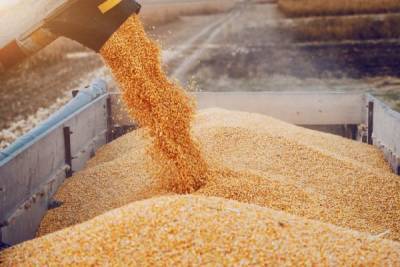 Экспортные цены на российскую пшеницу растут