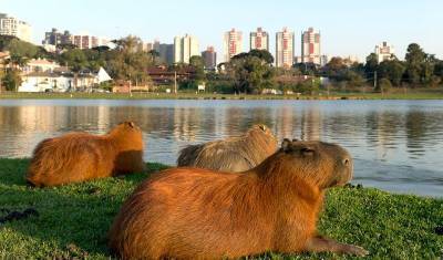 Самые большие грызуны в мире захватывают элитный район Буэнос-Айреса