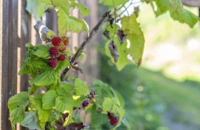 Как ухаживать за малиной осенью, чтобы в следующем году собрать богатый урожай ягод
