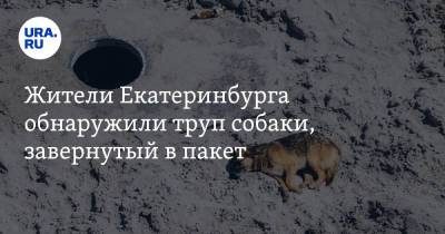 Жители Екатеринбурга обнаружили труп собаки, завернутый в пакет. «Никто не торопится убирать»