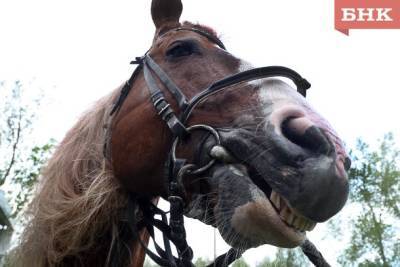 В Сыктывдинском районе объявили карантин из-за вспышки заболевания у лошадей