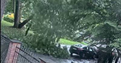 В Калининграде водитель чудом спасся от падающего дерева (видео)