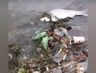 В Ростове неизвестные массово отравили рыбы