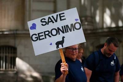 Знаменитого альпака Джеронимо усыпили по решению суда после четырех лет борьбы