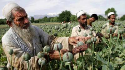 Наркотики из Афганистана — головная боль Запада