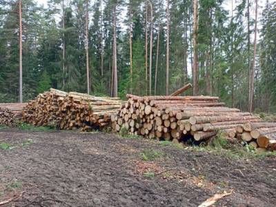 Глава Минвостокразвития Чекунков предложил увеличить срок аренды леса до 99 лет