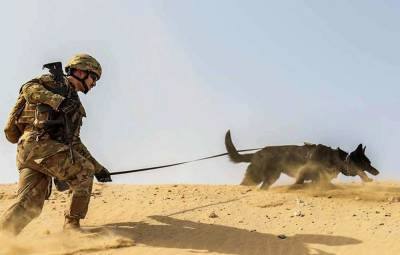ВС США оставили в Афганистане служебных собак (фото)
