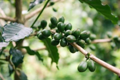 Почти 40 тонн зелёного кофе из Восточной Африки не пропустили через псковскую границу