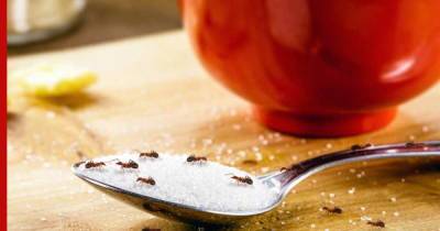 Без химии: как экологично избавиться от муравьев на кухне
