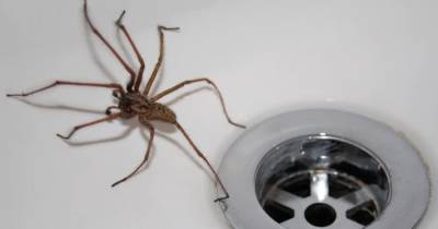 Тысячи гигантских пауков вторглись в жилые дома