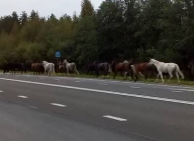 Видео: в Калгановке табун лошадей решил отправиться на волю