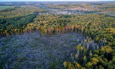 Берите, не жалко! В России хотят сдать свой лес в аренду на 99 лет