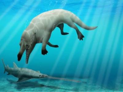 В Египте нашли останки четырехлапого кита, жившего около 43 млн лет назад. Его череп напоминает голову Анубиса