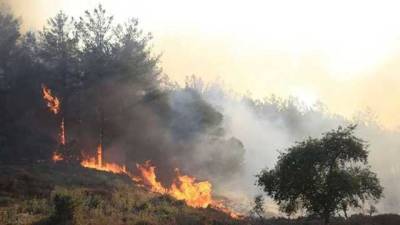 Почти все пожары в Турции локализовали: Эрдоган поблагодарил Зеленского