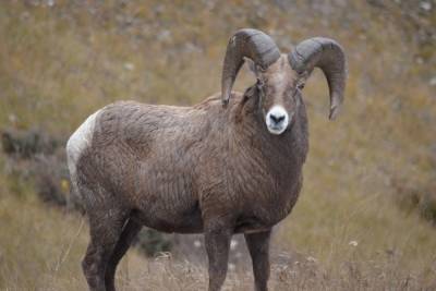 В Кимовском районе двое пастухов похитили барана