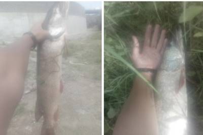 Толстую щуку поймал в «луже» под мостом рыбак из Новосибирска