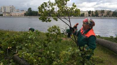 Почти сотню деревьев потерял Петербург во время недавнего шторма