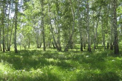 «Черные лесорубы» обокрали еще один лес под Омском