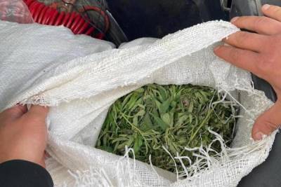 В двух районах Бурятии полицией за день изъято свыше 6 кг марихуаны