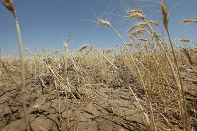 Засуха заставляет администрацию Костромской области думать о мерах поддержки сельхозпредприятий