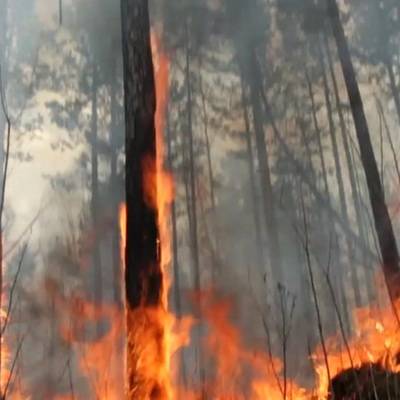 Площадь лесного пожара у якутского села Кылайы увеличилась за сутки до 2,5 тыс га