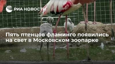 Один розовый и четверо красных птенцов фламинго появились на свет в Московском зоопарке