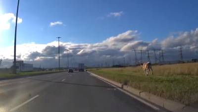 Петербуржцы заметили на Софийской бегающую вдоль трассы корову