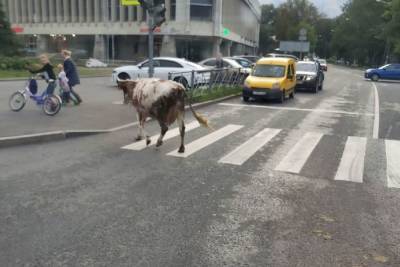 Одинокая корова в Петербурге устроила гонки с автомобилистами на Софийской