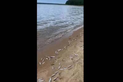 Мертвая ряпушка застилает берег озера в Карелии