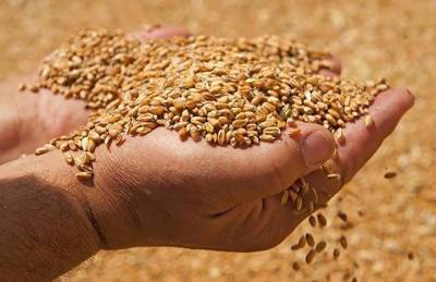 Украинская пшеница подскочила в цене: названы причины