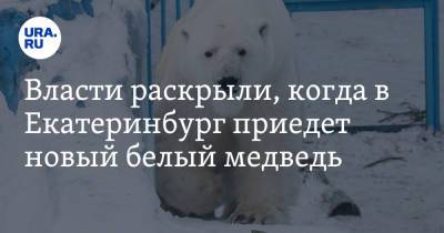 Власти раскрыли, когда в Екатеринбург приедет новый белый медведь