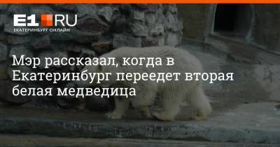 Мэр рассказал, когда в Екатеринбург переедет вторая белая медведица
