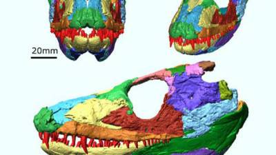 Британские ученые реконструировали череп амфибии возрастом 340 млн лет