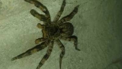Тарантул против богомола: в Самаре засняли битву паука с насекомым