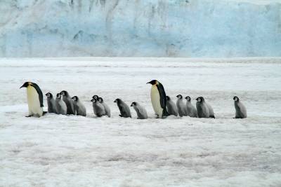 Ученые: Императорские пингвины могут исчезнуть уже в этом веке