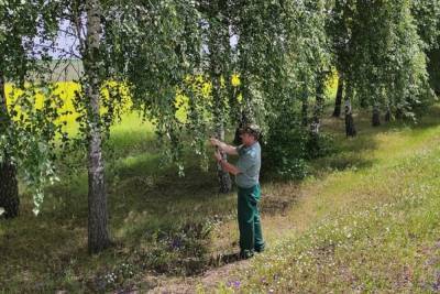 В Белгородской области заготовили 288 кг семян березы