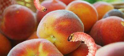 В Петрозаводск привезли персики с личинками плодожорки