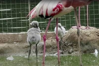Птенцы фламинго появились на свет в Московском зоопарке