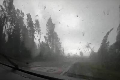 Поваливший десятки деревьев мощный ураган в Белоруссии попал на видео