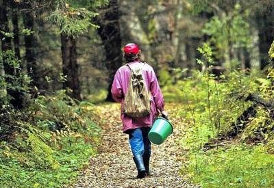 В лесу Смоленской области заблудилась женщина