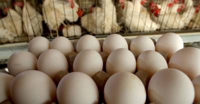 Япония отменила запрет на экспорт курятины и яиц из Украины