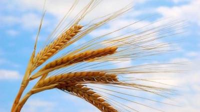 Урожай пшеницы в Украине в этом году может стать рекордным