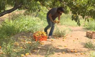 В Петрозаводске уничтожат партию персиков из-за опасных вредителей