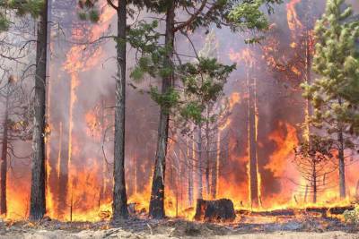 В лесах Марий Эл до 19 августа продлен особый противопожарный режим